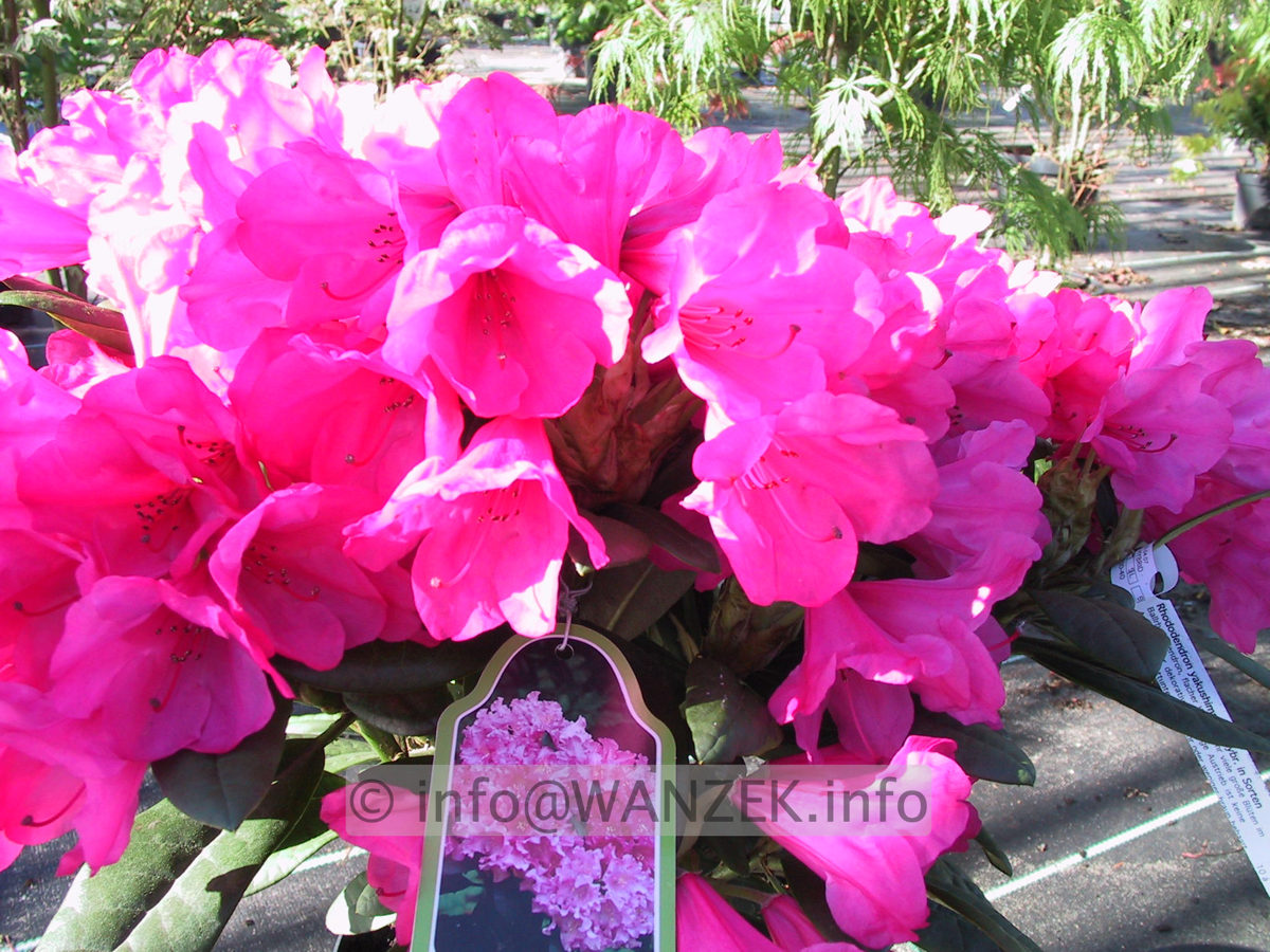 Rhododendron yakushimanum Helgoland.JPG